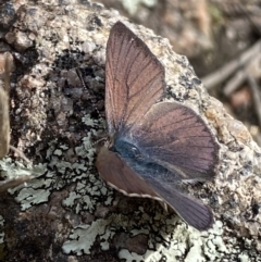 Erina sp. (genus) at Tennent, ACT - 10 Aug 2022 01:11 PM