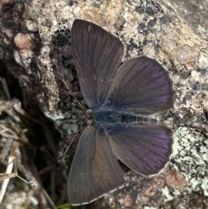 Erina sp. (genus) at Tennent, ACT - 10 Aug 2022 01:11 PM