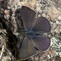 Erina (genus) at Tennent, ACT - 10 Aug 2022