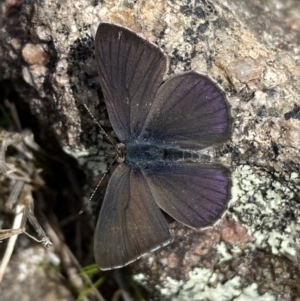 Erina sp. (genus) at Tennent, ACT - 10 Aug 2022 01:11 PM