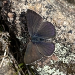 Erina sp. (genus) at Tennent, ACT - 10 Aug 2022 01:11 PM