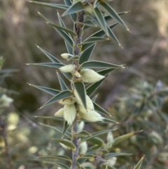 Melichrus urceolatus (Urn Heath) at Googong, NSW - 10 Aug 2022 by Steve_Bok
