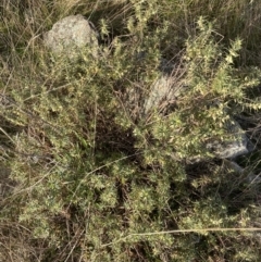 Melichrus urceolatus at Googong, NSW - 10 Aug 2022