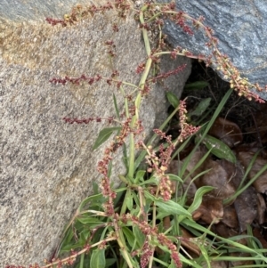 Rumex acetosella at Googong, NSW - 10 Aug 2022