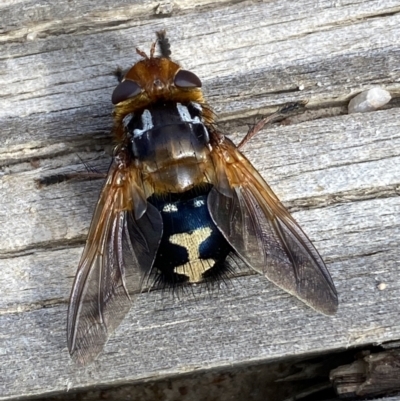 Microtropesa sinuata (A bristle fly) at Namadgi National Park - 10 Aug 2022 by Steve_Bok