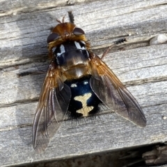 Microtropesa sinuata at Tennent, ACT - 10 Aug 2022 01:36 PM