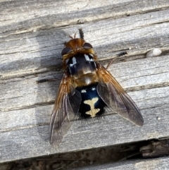 Microtropesa sinuata at Tennent, ACT - 10 Aug 2022 01:36 PM