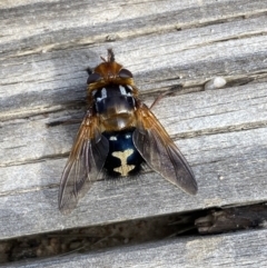 Microtropesa sinuata at Tennent, ACT - 10 Aug 2022 01:36 PM