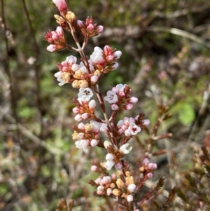 Micromyrtus ciliata (Fringed Heath-myrtle) at Tennent, ACT by Steve_Bok