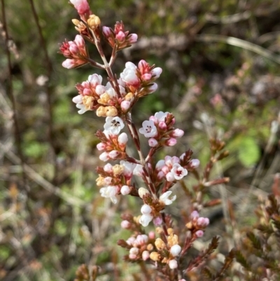Micromyrtus ciliata (Fringed Heath-myrtle) at Tennent, ACT - 10 Aug 2022 by Steve_Bok