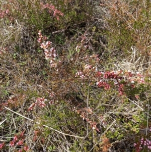 Micromyrtus ciliata at Tennent, ACT - 10 Aug 2022