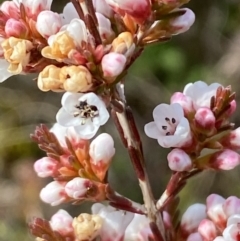 Micromyrtus ciliata at Tennent, ACT - 10 Aug 2022