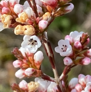 Micromyrtus ciliata at Tennent, ACT - 10 Aug 2022 01:20 PM