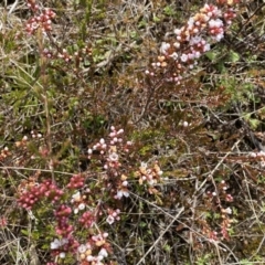 Micromyrtus ciliata at Tennent, ACT - 10 Aug 2022