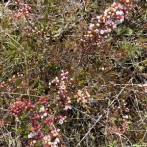 Micromyrtus ciliata at Tennent, ACT - 10 Aug 2022 01:20 PM