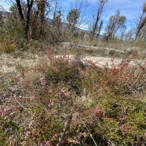 Micromyrtus ciliata at Tennent, ACT - 10 Aug 2022 01:20 PM