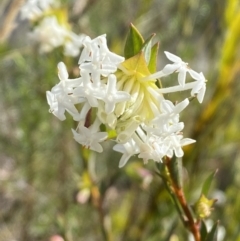 Pimelea linifolia subsp. linifolia (Queen of the Bush, Slender Rice-flower) at Tennent, ACT - 10 Aug 2022 by Steve_Bok