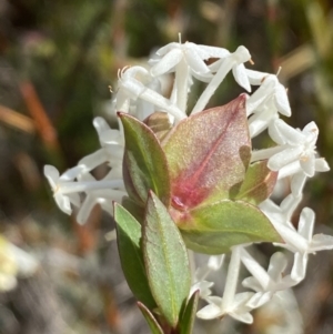 Pimelea linifolia subsp. linifolia at Tennent, ACT - 10 Aug 2022 12:48 PM