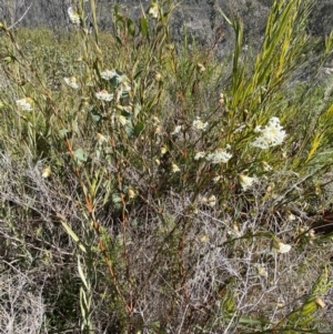 Pimelea linifolia subsp. linifolia at Tennent, ACT - 10 Aug 2022