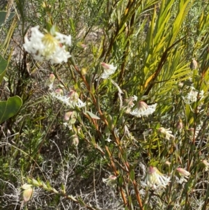 Pimelea linifolia subsp. linifolia at Tennent, ACT - 10 Aug 2022 12:48 PM