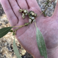 Callocephalon fimbriatum at Paddys River, ACT - 10 Aug 2022