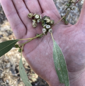 Callocephalon fimbriatum at Paddys River, ACT - suppressed