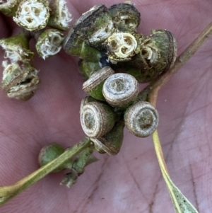 Callocephalon fimbriatum at Paddys River, ACT - suppressed