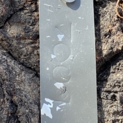 Callocephalon fimbriatum at Paddys River, ACT - suppressed