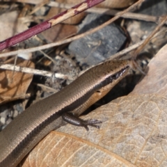 Acritoscincus platynotus (Red-throated Skink) at Namadgi National Park - 10 Aug 2022 by Steve_Bok