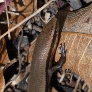 Acritoscincus platynotus at Tennent, ACT - 10 Aug 2022