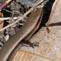 Acritoscincus platynotus at Tennent, ACT - 10 Aug 2022