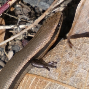 Acritoscincus platynotus at Tennent, ACT - 10 Aug 2022