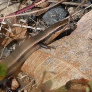 Acritoscincus platynotus at Tennent, ACT - 10 Aug 2022