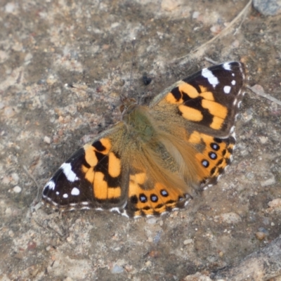 Vanessa kershawi (Australian Painted Lady) at Tennent, ACT - 10 Aug 2022 by Steve_Bok