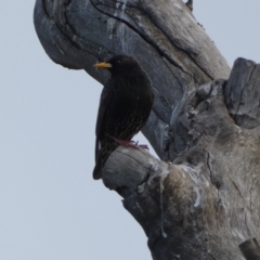 Sturnus vulgaris (Common Starling) at Googong, NSW - 10 Aug 2022 by SteveBorkowskis