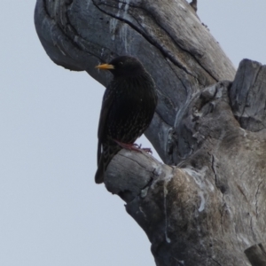 Sturnus vulgaris at Googong, NSW - 10 Aug 2022