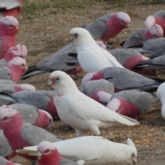 Cacatua sanguinea (Little Corella) at Googong, NSW - 10 Aug 2022 by SteveBorkowskis