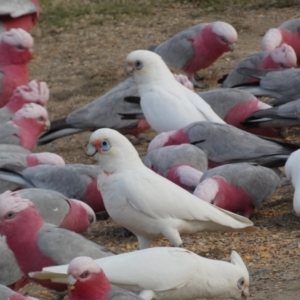 Cacatua sanguinea at Googong, NSW - 10 Aug 2022