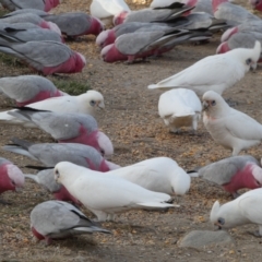 Cacatua sanguinea at Googong, NSW - 10 Aug 2022