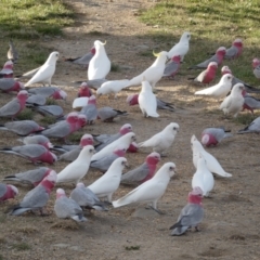 Cacatua sanguinea at Googong, NSW - 10 Aug 2022