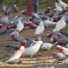 Cacatua sanguinea at Googong, NSW - 10 Aug 2022