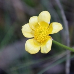 Ranunculus lappaceus (Australian Buttercup) at Mongarlowe, NSW - 10 Aug 2022 by LisaH