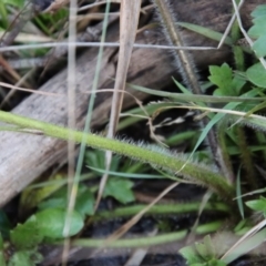 Ranunculus lappaceus at Mongarlowe, NSW - suppressed