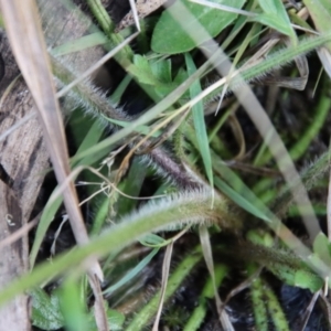 Ranunculus lappaceus at Mongarlowe, NSW - 10 Aug 2022