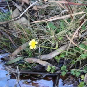 Ranunculus lappaceus at Mongarlowe, NSW - suppressed