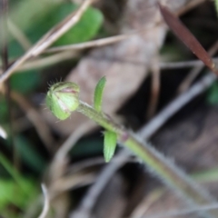 Ranunculus lappaceus at Mongarlowe, NSW - suppressed