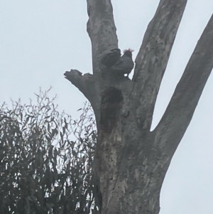 Callocephalon fimbriatum at Deakin, ACT - 11 Aug 2022