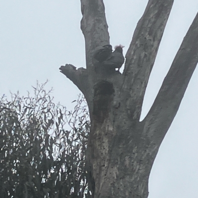 Callocephalon fimbriatum (Gang-gang Cockatoo) at Red Hill to Yarralumla Creek - 11 Aug 2022 by KL