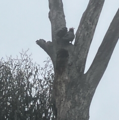 Callocephalon fimbriatum (Gang-gang Cockatoo) at Hughes Grassy Woodland - 11 Aug 2022 by KL