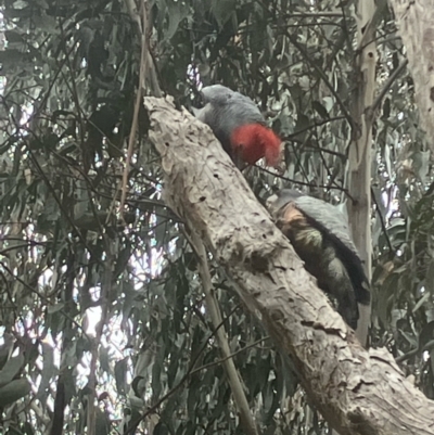 Callocephalon fimbriatum (Gang-gang Cockatoo) at Hughes Grassy Woodland - 11 Aug 2022 by KL